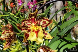 orchidee zagara mostra zagara d'autunno