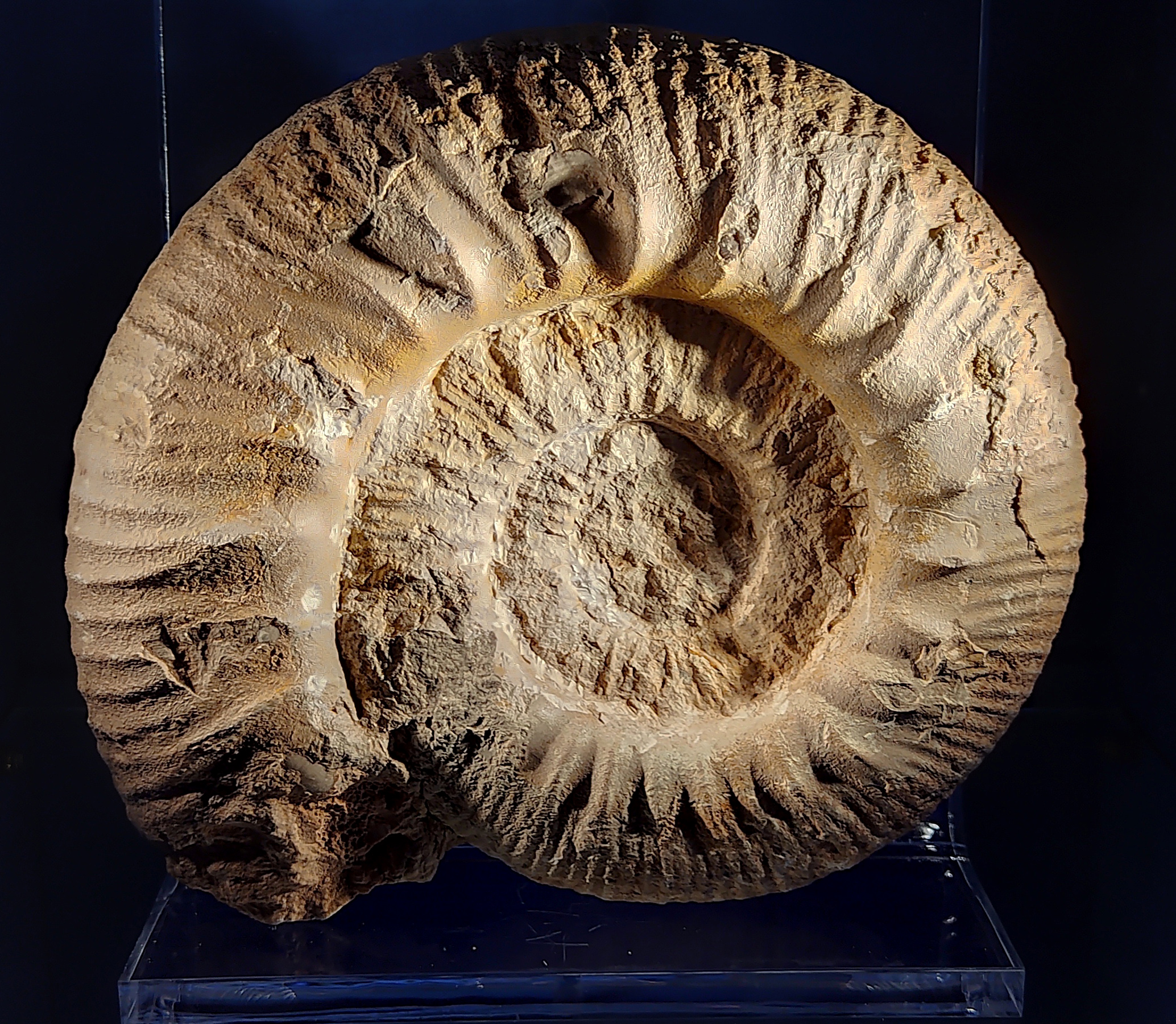 Ammonite Museo d'Aumale