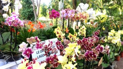 Orto Botanico (PA) – “Zagara d’autunno 2017”: weekend di profumi e colori.