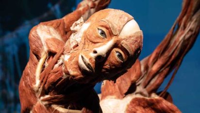 “Body Worlds Vital”: a Palermo la mostra sul corpo umano visitata da oltre 50 milioni di persone nel mondo